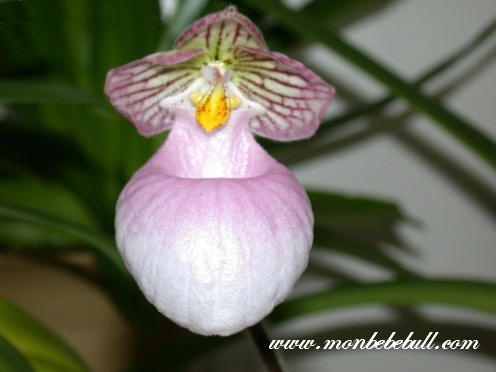 Paph micranthum.jpg